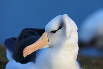 Zwart-geblauwde albatros ( Thalassarche melanophris ) of Mollymawk van Frank Fichtmüller