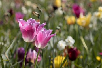 zwei rosa Tulpen in einem Blumenfeld von W J Kok