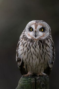 Velduil op paal van Tinus Kremer Fotografie