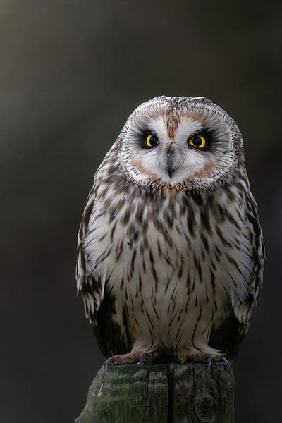 Short-eared owl portrait by Tinus Kremer Fotografie