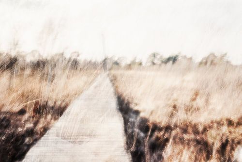 Naturschutzgebiet National Park De Groote Peel 2