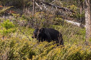 Ours noir d'Amérique 1