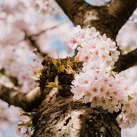 Cherry blossom in spring in the Netherlands by Felix Van Leusden
