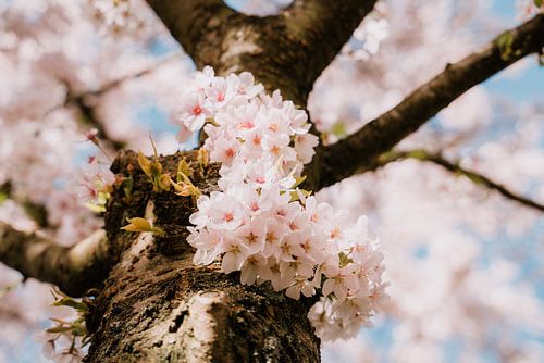 Kersenbloesem in het voorjaar in Nederland