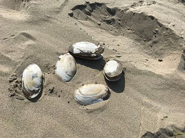 Shells by Marlys Natzijl