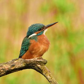 Ijsvogel van Ruud Scherpenisse