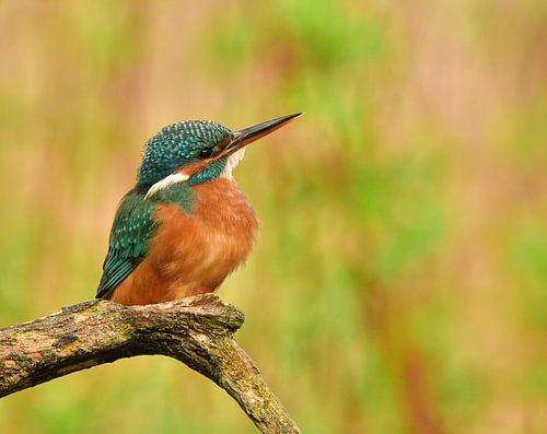 Ijsvogel von Ruud Scherpenisse