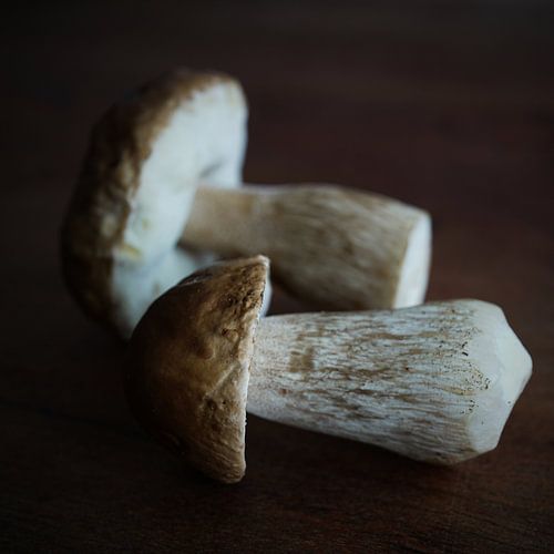 vers verzamelde eekhoorntjesbrood uit het bos