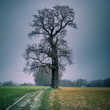 Kale boom in de winter van Jeroen