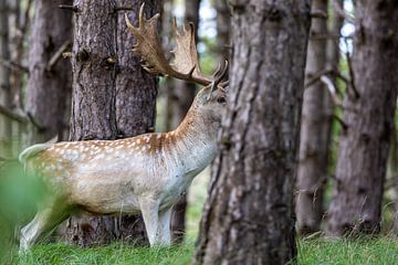 Trouvez le cerf, vous ne me verrez pas de toute façon sur Bopper Balten