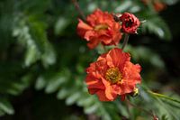 Flowering orange gaura in the garden