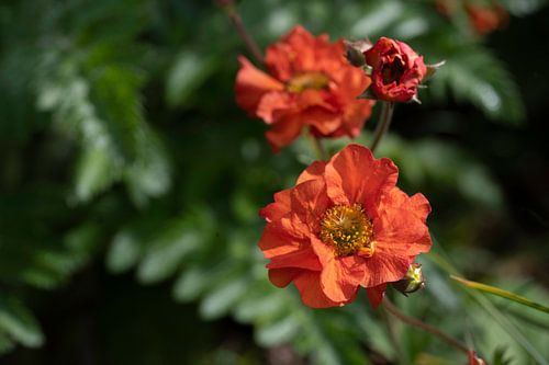 Flowering orange gaura in the garden