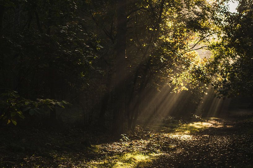 foggy forest von Bjorn Brekelmans