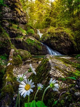 Magnifique chute d'eau dans le Steigbachtobel avec des marguerites