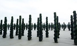Mosselpalen in Frankrijk