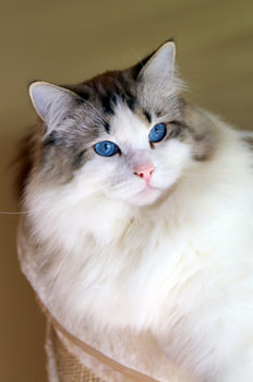 Ragdoll Miracles Douces Kyle
