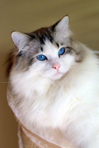 Ragdoll Miracles Douces Kyle