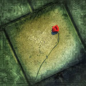 Mohnblume