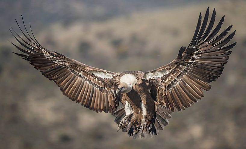 Vale gier / Griffon vulture van Pascal De Munck