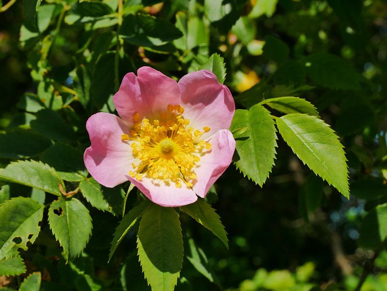dog rose in the sun by Wim vd Neut