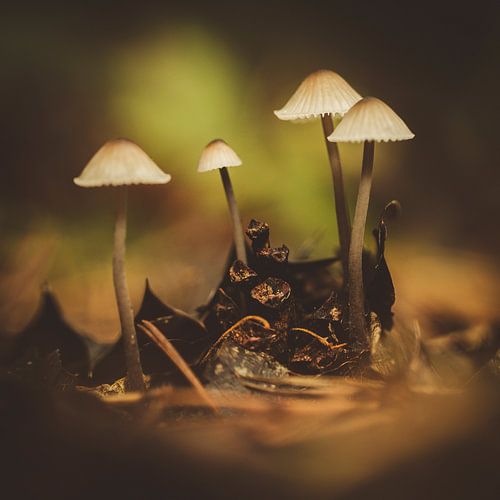 Paddenstoelen - De stille wachters van het bos van Danielle Tempelaars