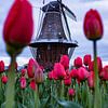 Tulpen windmolen van Milan Markovic
