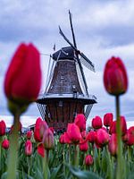 Tulpen windmolen