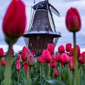 Tulpen windmolen van Milan Markovic