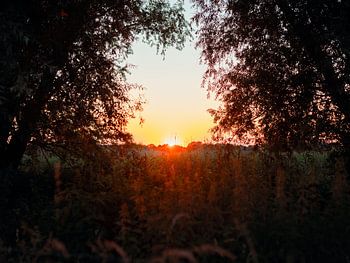 Zonsondergang tussen de bomen
