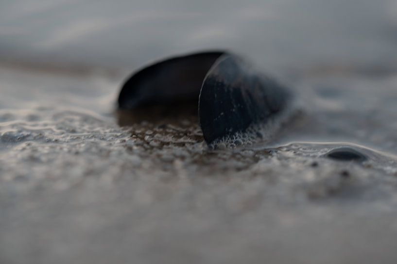 Musselshell in the surf by Marleen van Es