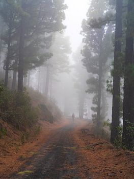 Magischer Nebel in der vulkanischen Landschaft