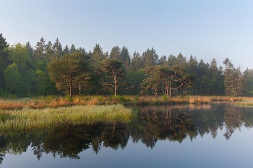 Forêt sur un marais dans la nature de la Drentsche
