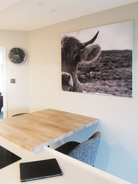 vache noire et blanche