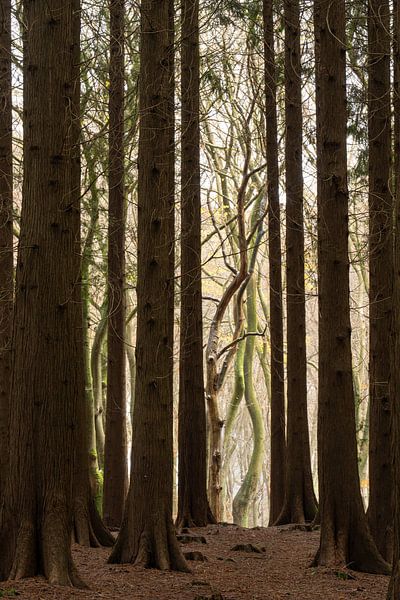 Forest by Jeannet Hooftman