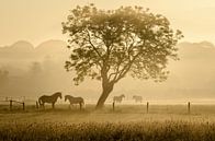 Pferde im Nebel -3 von Richard Guijt Photography Miniaturansicht
