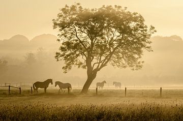 Paarden in de mist -3 van Richard Guijt Photography