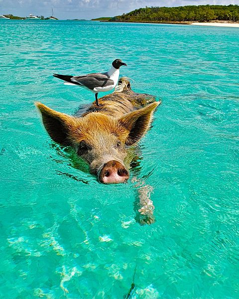 The island of &quot;PIG&quot; by Truckpowerr