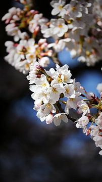 Kirschblüten im strahlenden Sonnenlicht von Bambi Lu