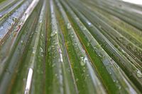 palm leaf