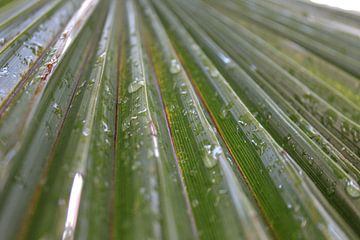 palm blad van Souhaila Chammachi