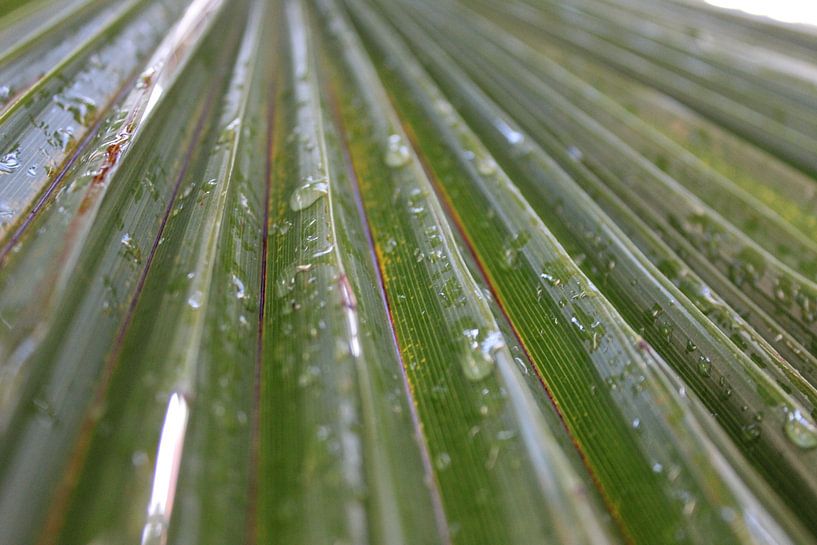 palm leaf by Souhaila Chammachi