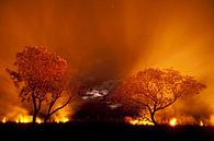 Bosbrand in de Pantanal, Brazilië. van AGAMI Photo Agency thumbnail