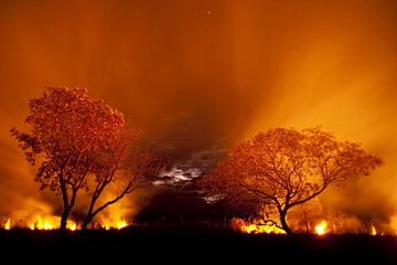 Bosbrand in de Pantanal, Brazilië. van AGAMI Photo Agency