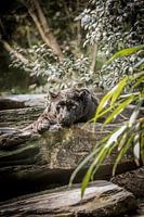 Schwarzer Panther auf der Lauer
