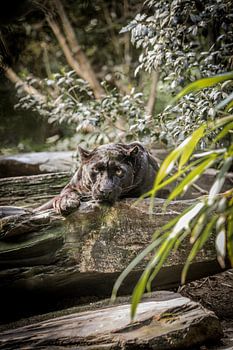 Schwarzer Panther auf der Lauer