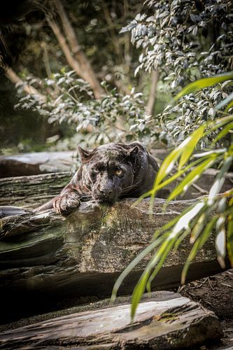 La panthère noire se cache