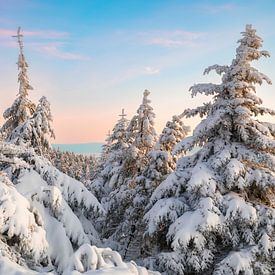 View over the snow-covered forest by Daniela Beyer