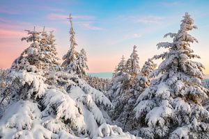 Blick über den verschneiten Wald