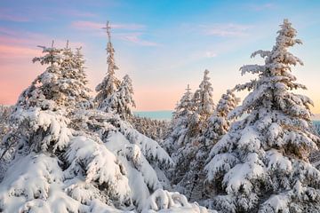 Vue sur la forêt enneigée