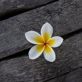 De frangipanibloem of pumeria bloem, op een houten vloer van Fotos by Jan Wehnert